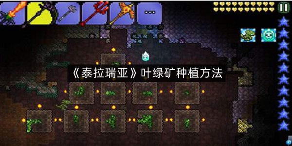 《泰拉瑞亚》叶绿矿种植方法