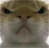 寻宝鼠辅助器免费版